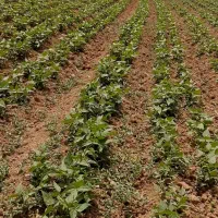 دستگاه کاشت لوبیا ونخود