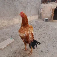 یک مرغ و دوتا خروس لاری|پرنده|مشهد, بهارستان|دیوار