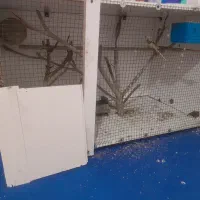 یک جفت مرغ عشق  باتخم