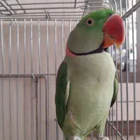 شاه طوطی اسکندری