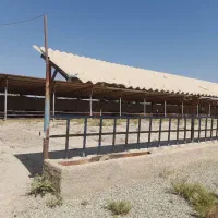 رهن/اجاره دامپروری (گاوداری شیری و پرواری)|اجارهٔ دفتر صنعتی، کشاورزی، تجاری|فشاپویه, |دیوار