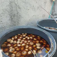 سیر ترشی حدودن 600 کیلو|عمده‌فروشی|طارم, |دیوار