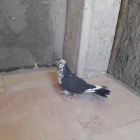کفتر