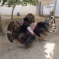 بوقلمون سنگین|حیوانات مزرعه|جاجرود, |دیوار