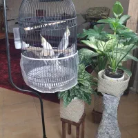 عروس هلندی جفت با قفس