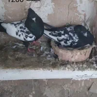 کبوتر زوردار|پرنده|کرمانشاه, |دیوار