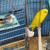 مرغ عشق رنگ خاص