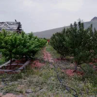 ۱۰۰۰ متر باغ بادوم فرانسوی قازنداقی|فروش دفتر صنعتی، کشاورزی، تجاری|تاکستان, |دیوار