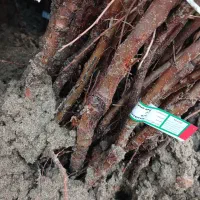 بهصرفه پربازده مقاوم نهال بادام آماده تحویل|خدمات باغبانی و درختکاری|مشهد, نوید|دیوار