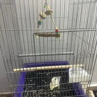 قفس بزرگ  طوطی سانان فروش فوری