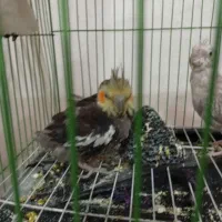 فروش یه جفت عروس هلندی