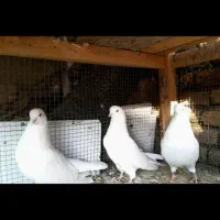 فروش۳کبوتر تهرونی چشم نوک سفید و سفید پر|پرنده|شهرکرد, |دیوار