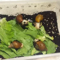 حلزون آلبینو