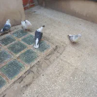 پرنده