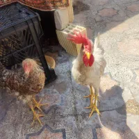 فروش دو عدد مرغ خروس