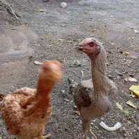 مرغ لاری|حیوانات مزرعه|تربت جام, پاسداران|دیوار