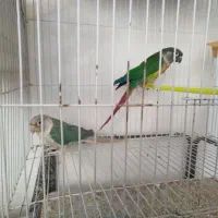 گرینچیک معاوضه ردچیک. خورشیدی شاهطوطی ملنگو|پرنده|مشهد, شهید قربانی|دیوار