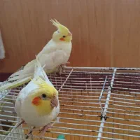 عروس هلندی|پرنده|ارومیه, |دیوار