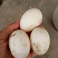 تخم اردک|حیوانات مزرعه|شفت, |دیوار