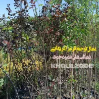 فروش عمده انواع نهال میوه و صنوبر با کیفیت عالی|خدمات باغبانی و درختکاری|داران, |دیوار