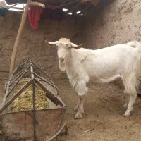 فروش یک راس بزغاله نرسانن|حیوانات مزرعه|زیرکوه, |دیوار