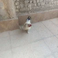 خروس برهماخونگی جوان یک ساله|حیوانات مزرعه|اصفهان, ارداجی|دیوار