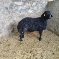 بره پای پروار