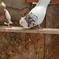 کبوتر طوقی شازده فروشی