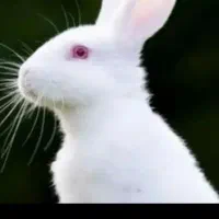 خرگوش