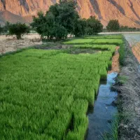 بذر سینی نشاء برنج