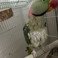 شاه طوطی|پرنده|زرندیه, |دیوار