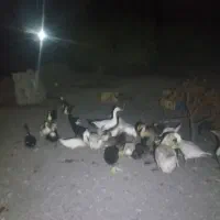 فروش غاز واردک