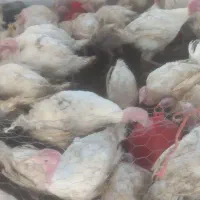 وبوقلمون بیوتی