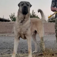 واگذاری سگ سرابی دوساله اصل و نسبدار