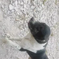 گمشده|حیوانات|آبکوه, |دیوار