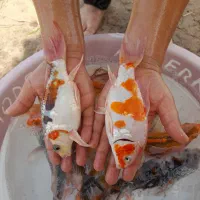 فروش ماهی کوی