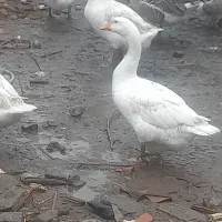 تخم غوغاز سفید