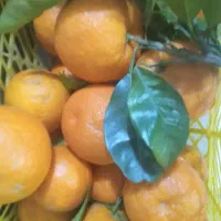 نارنج تازه درشت ابدار