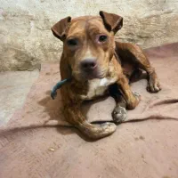 سگ پیتبول آمریکن بولی پوکت ماده دم فحل نگهبان