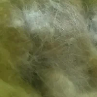 پشم