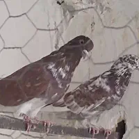 کبوتر فروشی|پرنده|سیرجان, |دیوار