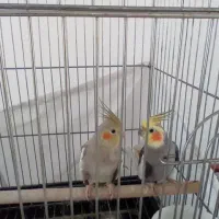 عروس هلندی