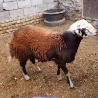 بره قوچی|حیوانات مزرعه|رضویه, |دیوار