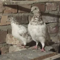 تهرانی پرشی