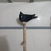 کفتر|پرنده|صدرا-فارس, فاز ۲|دیوار