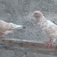 کبوتر طلایی و ماده سرخ ابادانی|پرنده|بندر ماهشهر, |دیوار
