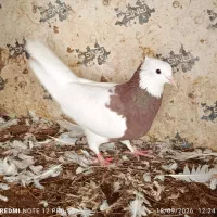 معاوضه طوقی با کله ای