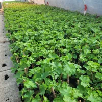 نهال گلدونی انگور ایرانی و خارجی