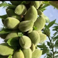 باغ بادام و گردو و پسته فروشی