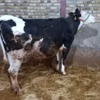 گاو مونت بیلیارد آبستن سنگین